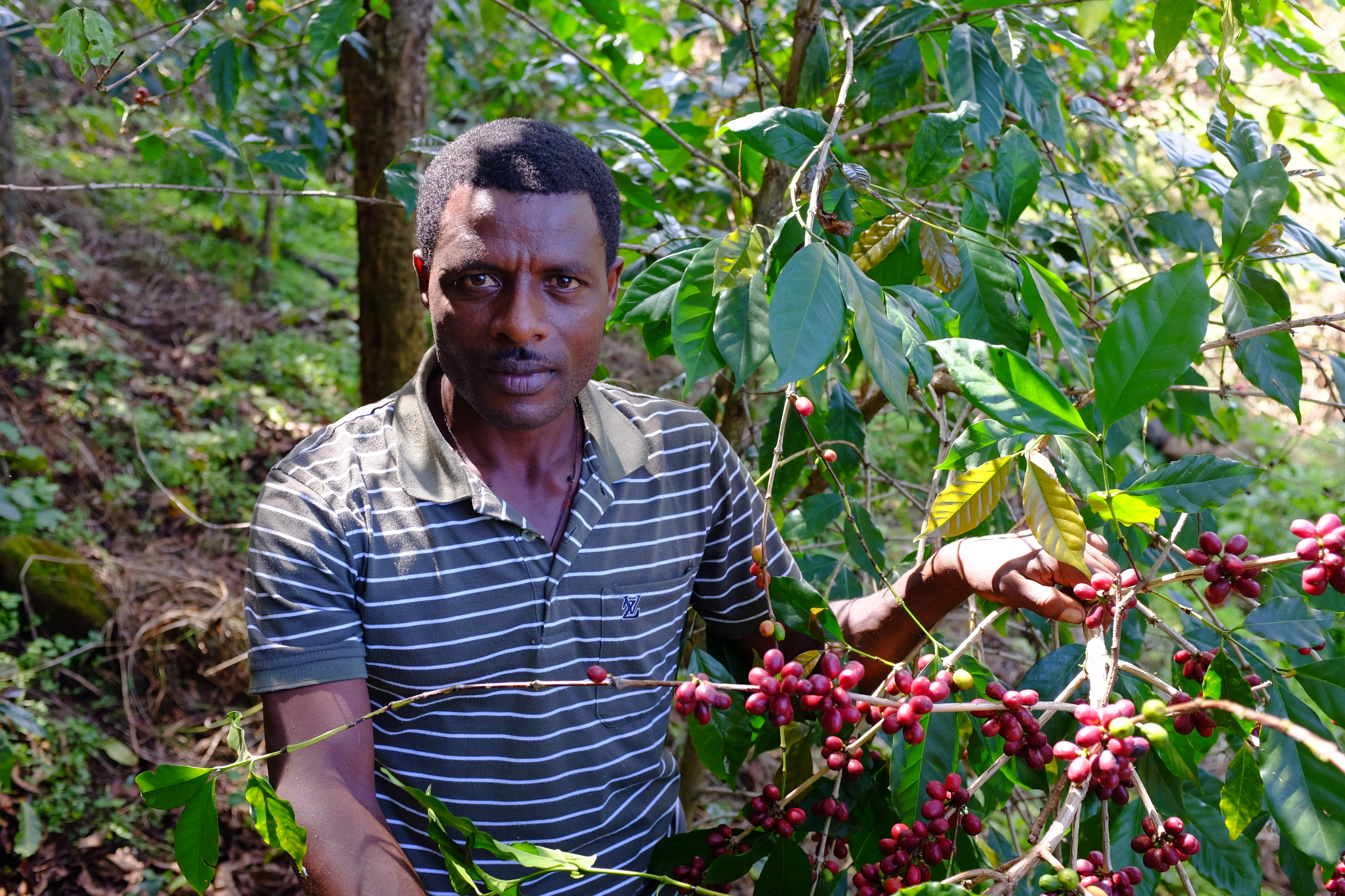 Deribe, a coffee farmer in Gololcha, Ethiopia, picks a handful of cherries from his trees.