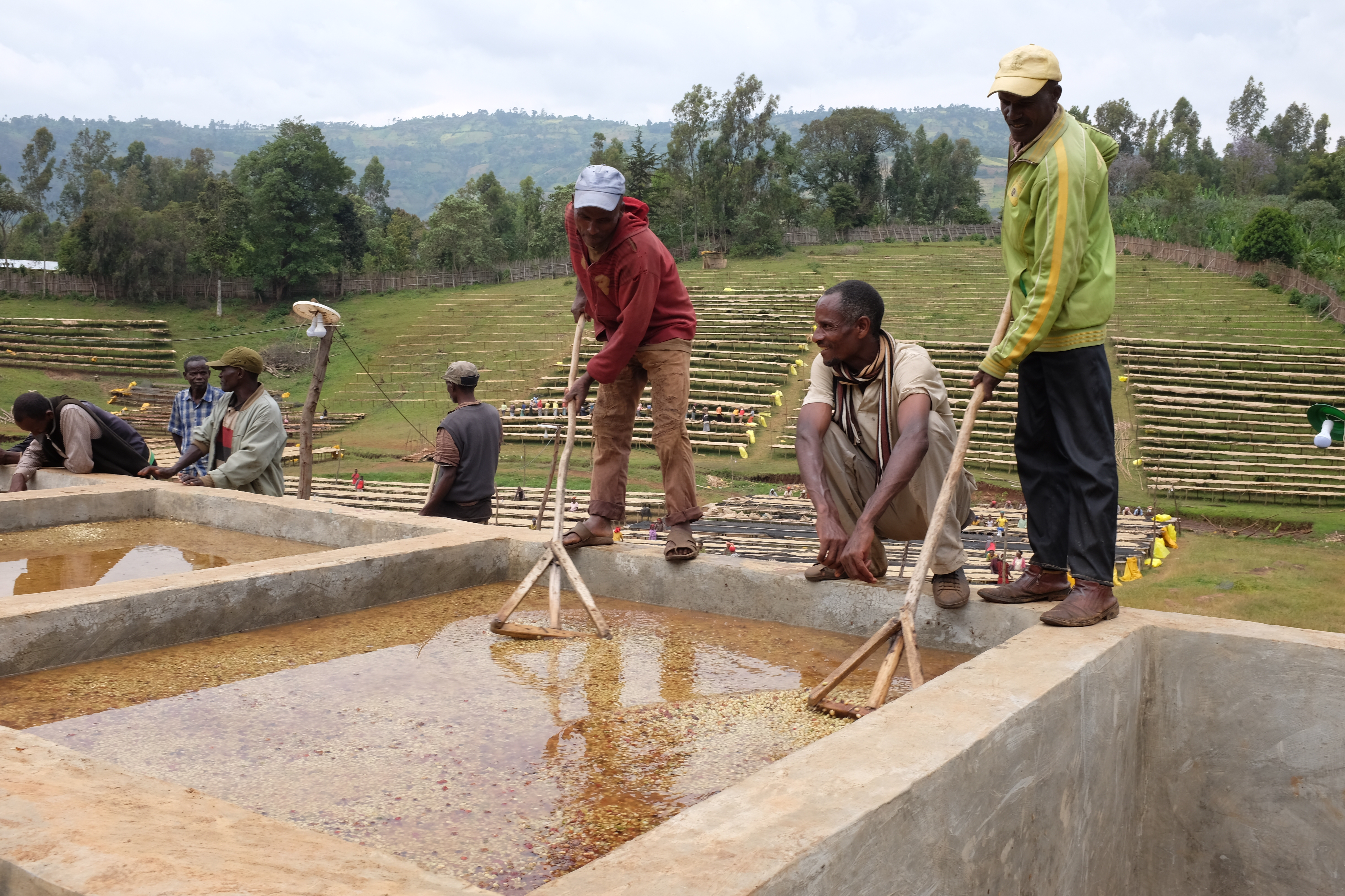 Workers at Qonqona mill in Sidama, Ethiopia, using wooden rakes to scrub coffee in washing channels and tanks.