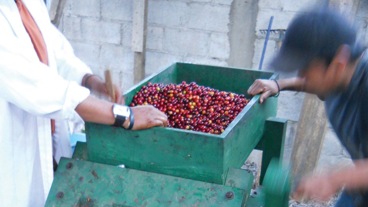 Coffee Processing Methods Washed vs. Natural Crema.co